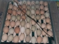 Брама и ломанбраун, снимка 5