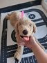 Голямо плюшено куче IKEA, снимка 1 - Плюшени играчки - 42830468