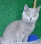 Британска късокосместа , снимка 3