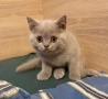 Британски Късокосмести котенца, снимка 5