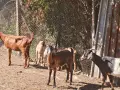 Продавам кози и ярета , снимка 3