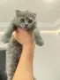 женско клепоухо шотландско коте, снимка 6