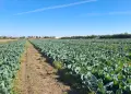 Истинско ЗЕЛЕ КЬОСЕ , снимка 2