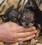Продавам чихуахуа , снимка 7