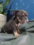 Английски булдог, снимка 13