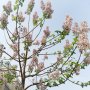 400 семена от красиво декоративно медоносно дърво пауловния томентоса за декорация и украса на двора, снимка 4