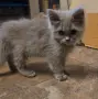 British Shorthair 61 дена, снимка 1