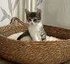 Макси търси своите хора, снимка 2