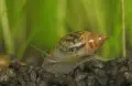 Планорбис (Planorbis planorbis) - водни охлюви за аквариум или градинско езеро, снимка 3