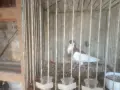 Продавам гълъби, снимка 14