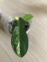 Monstera Aurea, philodendron Florida Beauty, Sodiroi, Cream Splash, Epipremnum Baltic Blue , снимка 4