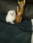 КОТЕНЦЕ УНИКАТ.МОМЧЕНЦЕ, снимка 3