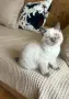 Готов за нов Дом, снимка 1