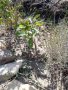 Фиданки  ядлив  кестен, снимка 1 - Градински цветя и растения - 39620636