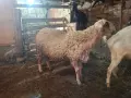 Кочове на по година и половина, работещи, снимка 2