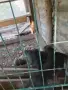  Сръбски ягдтериери, снимка 4