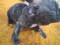 Френски булдог  ., снимка 5