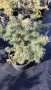 Сребрист смърч, Picea pungens 'Misty Blue', снимка 5