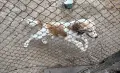 Кокер шпаньол момченце , снимка 3