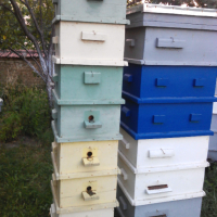 Пчелни семейства , снимка 1 - За пчели - 44718803