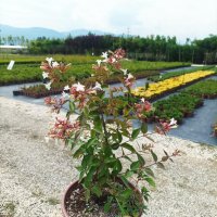 Абелия Грандифлора Прострата, Аbelia Grandiflora Prostrata!!!, снимка 8 - Градински цветя и растения - 42224460