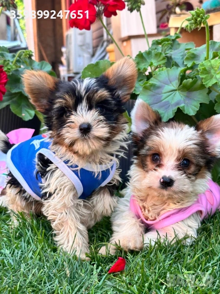 Бивър йоркширски териери , снимка 1