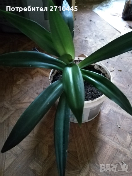 Стайно цвете, снимка 1