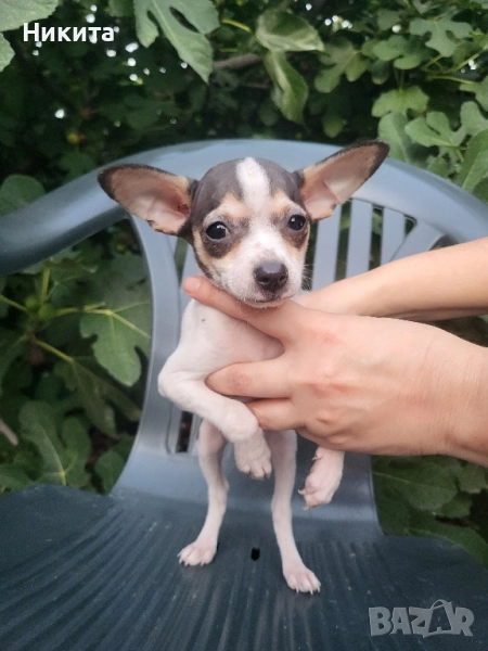 чихупинчер, снимка 1