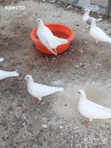 бели гълъби за сватба или отглеждане , снимка 1