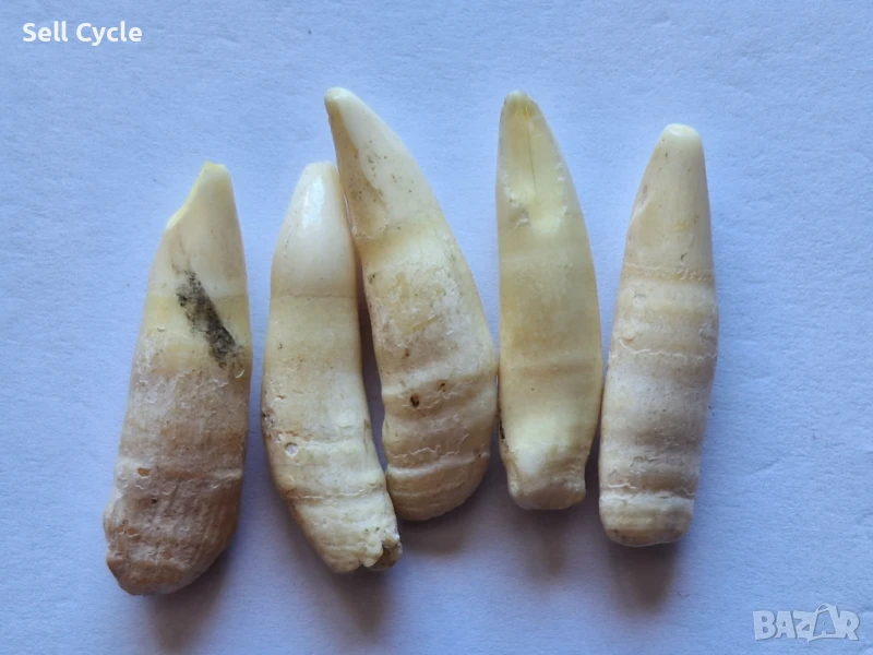 ✅ЗЪБИ ОТ ДЕЛФИН ❗, снимка 1