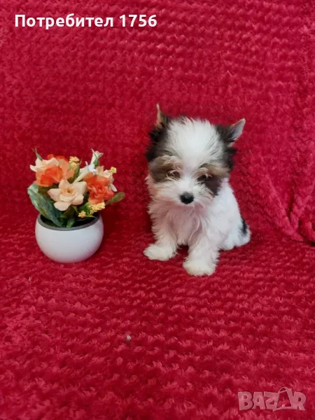 Бивер йорк-прекрасно момиче., снимка 1