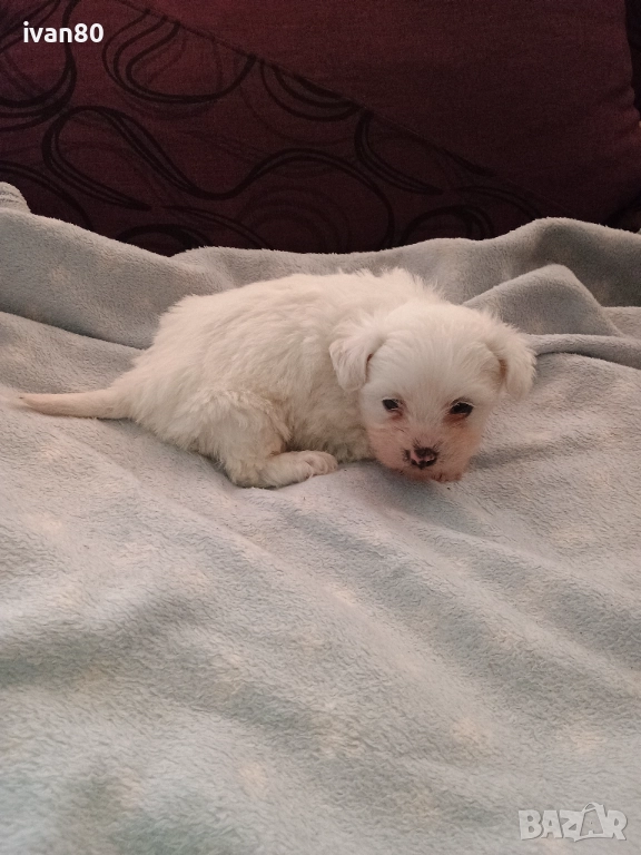 ПРОДАВАМ МАЛТЕЗЕР , снимка 1