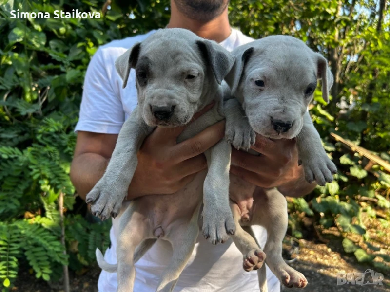 Дого аржентино, снимка 1