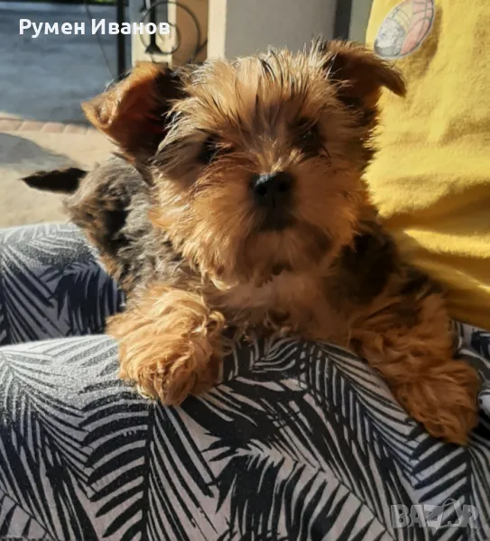 Съкровища мерлета, снимка 1