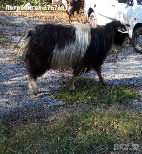 Продавам млад шут пръч, снимка 1