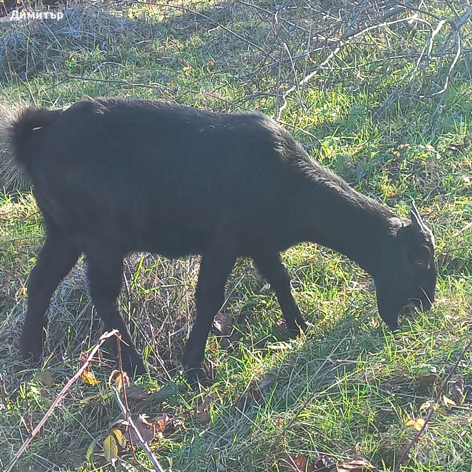 женско яре, снимка 1