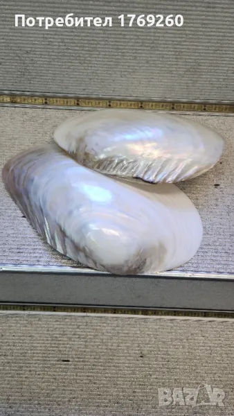 Продавам Големи седефени миди!, снимка 1