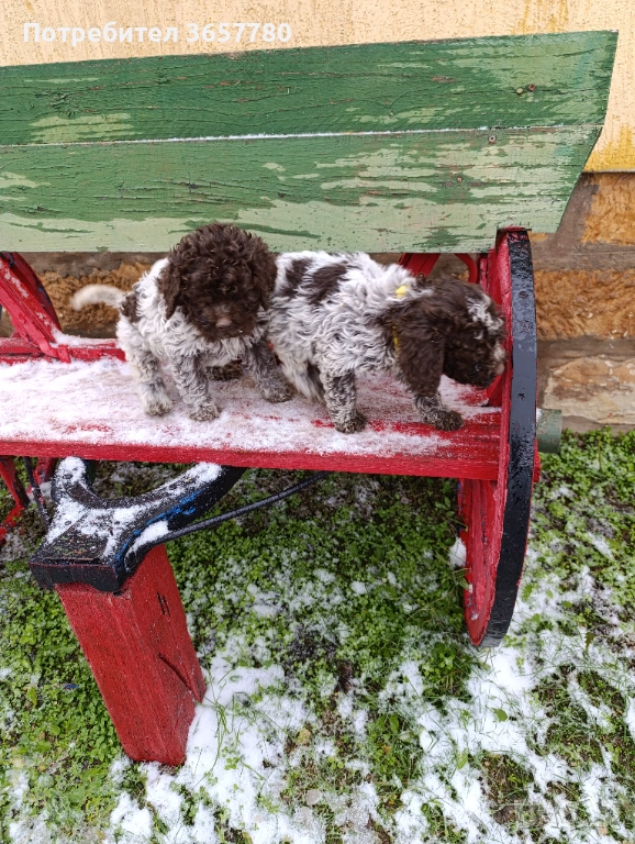 Логото романоел, снимка 1