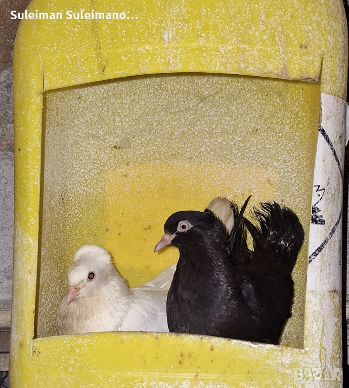 Двойка паламарски на глас 80 лв двойката, снимка 1