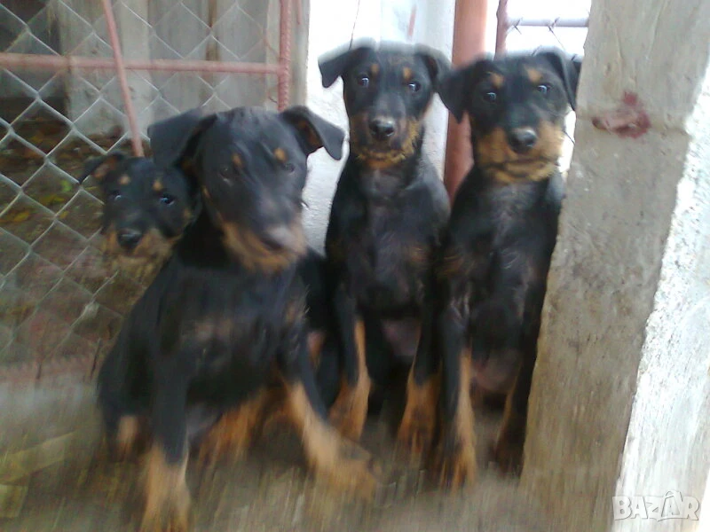 Ягдтериери на 6 месеца , снимка 1