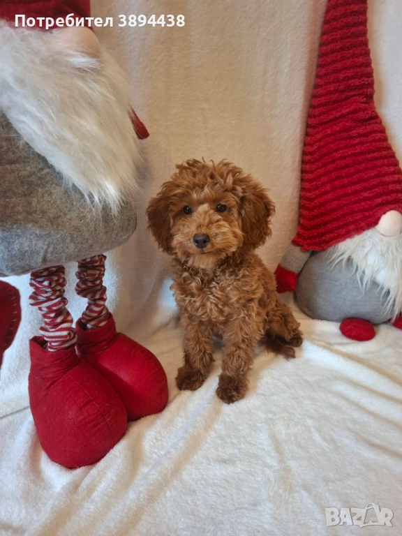 Пудел той/мини женско , снимка 1