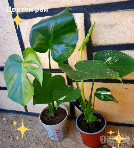 Комплект от три вида monstera, може и по отделно, снимка 5 - Стайни растения - 56123987