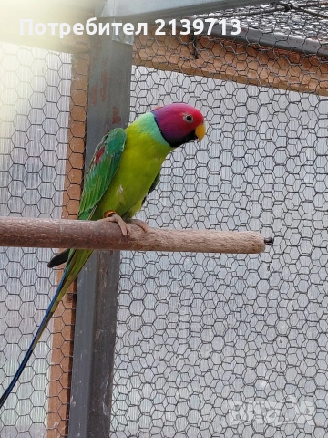 Продавам Сливоглав Александър, снимка 3 - Папагали - 54006558