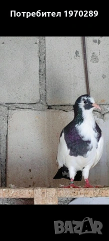 Пазарджишки, снимка 2 - Гълъби - 54045726