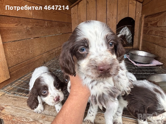 Английски спрингер шпаньол, снимка 8 - Други - 52361753