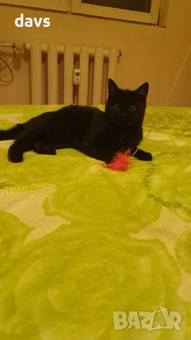 Черна котка на 6 мес. търси дом, снимка 12 - Други - 53116660