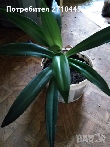 Стайно цвете