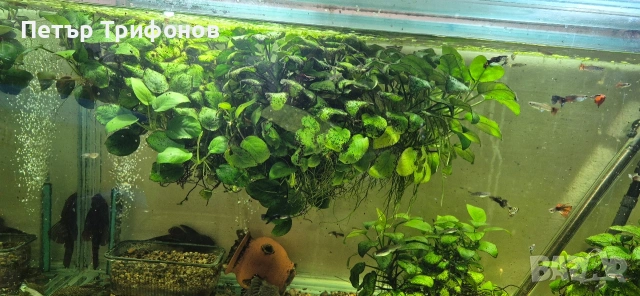 Растение за Аквариум Анубис Нана 