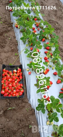 Разсад ягоди и малини , снимка 11 - Разсади - 53133393