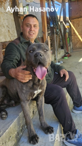 Търсим женско Кане Корсо за Разплод , снимка 4 - Търси партньор - 53950784